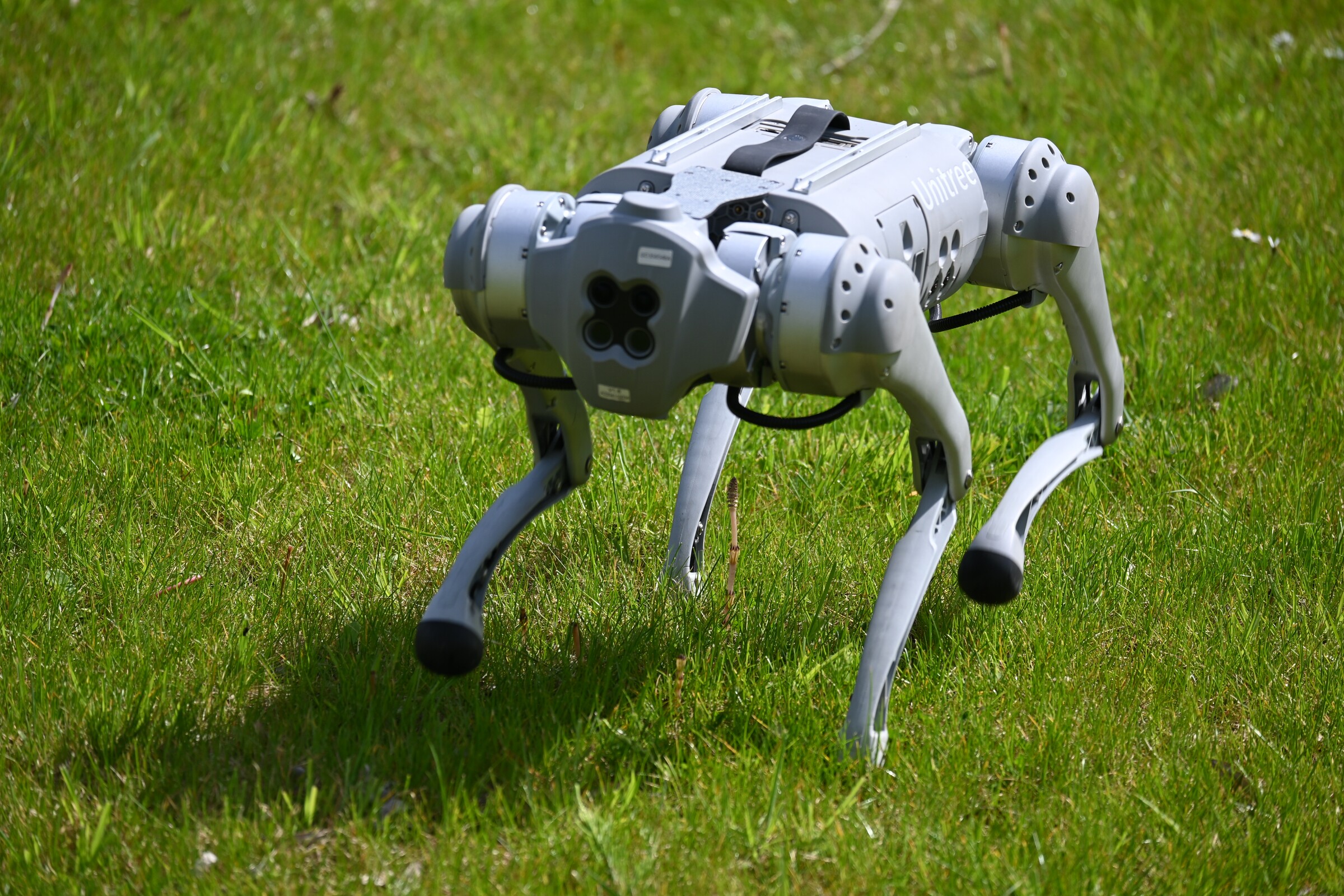 A grey Unitree Go1 quadruped robot walking through green grass during outdoor field testing.